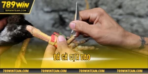 Đá gà cựa dao